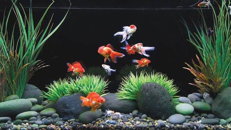 Fish