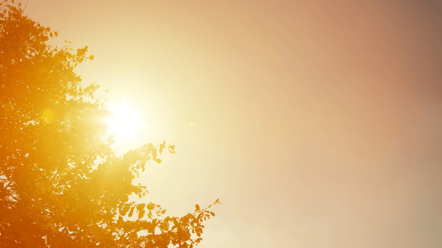 Sunlight filters through leaves against a warm, hazy sky