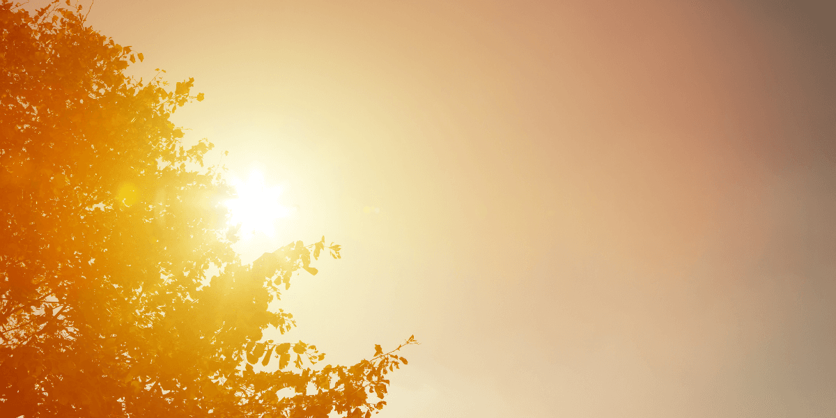 Sunlight filters through leaves against a warm, hazy sky