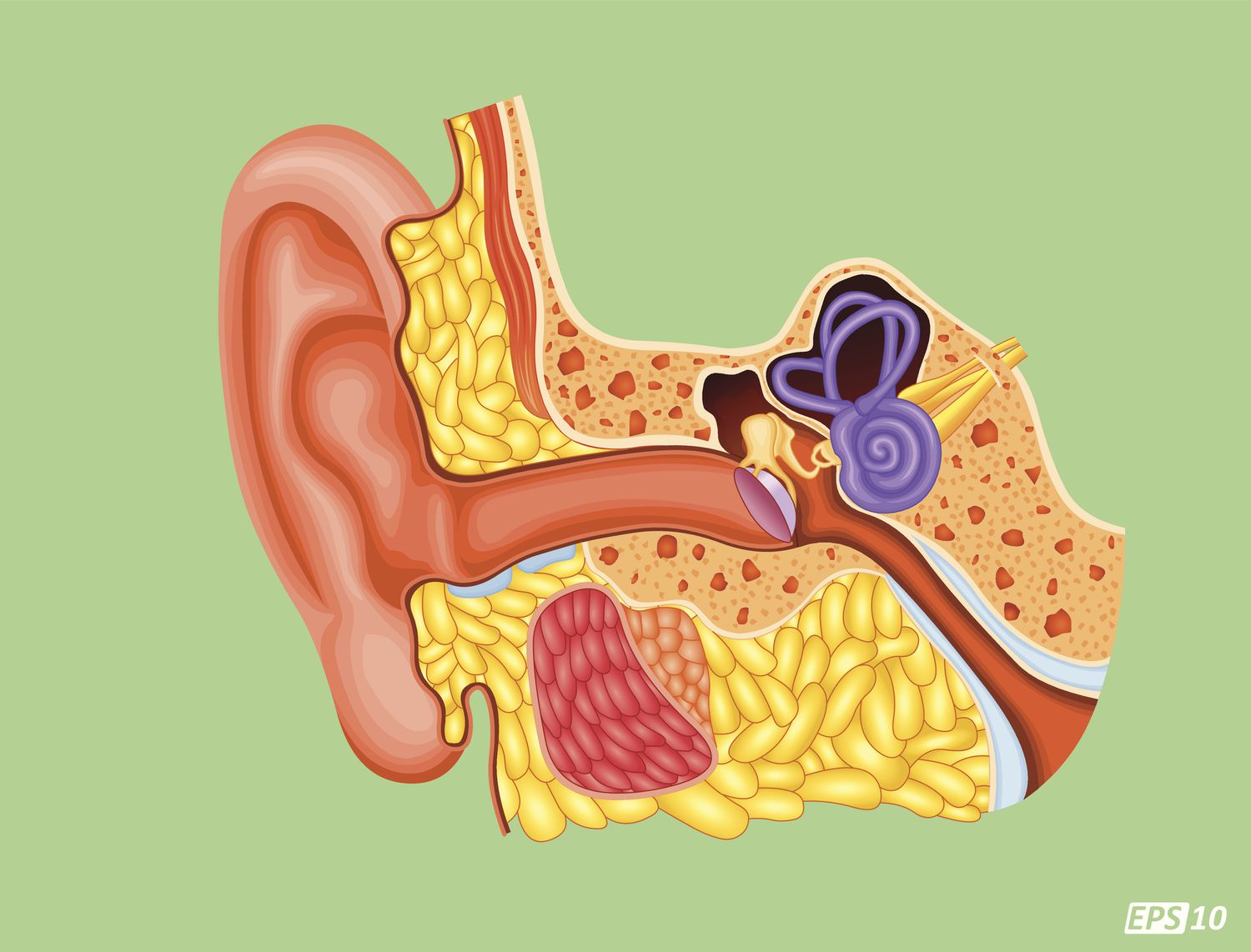 Cochlear Nerve Anatomy, Function, And Treatment